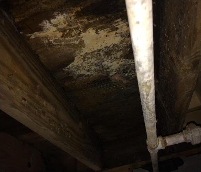 mold exposed in a  crawl space, white pipe facing vertically under beams