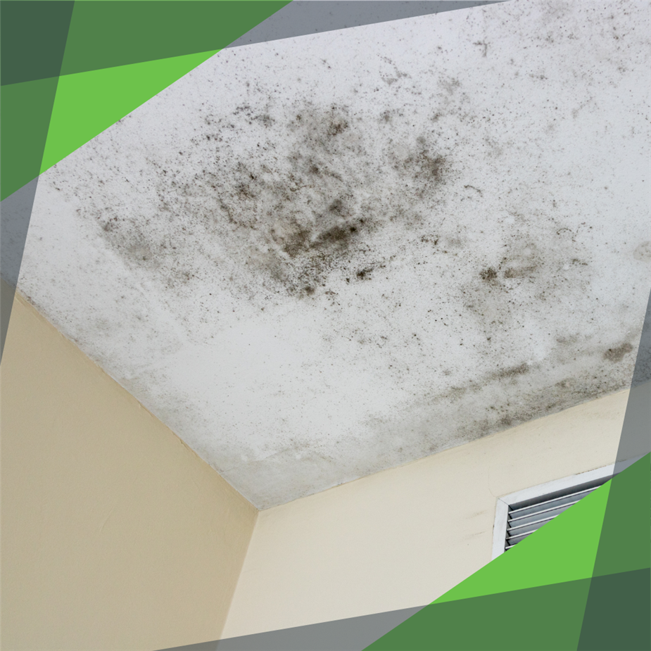 mold on the ceiling 